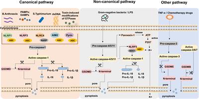 Exploring exercise-driven inhibition of pyroptosis: novel insights into treating diabetes mellitus and its complications